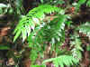 Malaysian fern.jpg (59149 bytes)