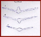 Bird's Nest fern keel shapes